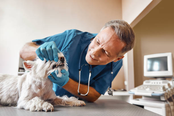 Best Weekend Emergency Dentist in Amherst, WI